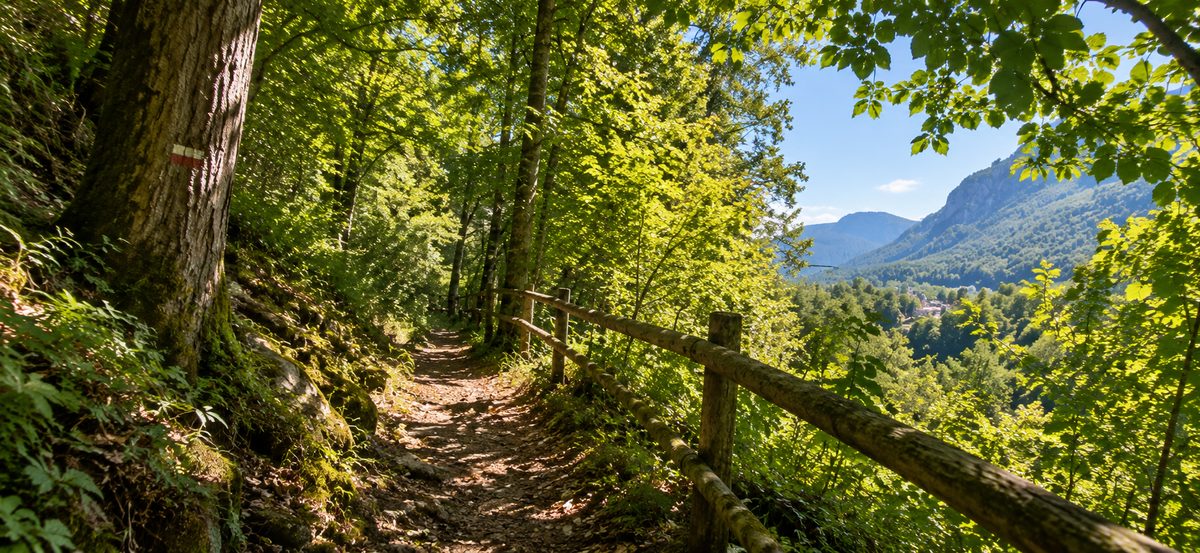 Sentier de randonnée en forêt